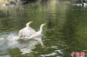 家族乱入吉林：罕见白鸬鹚连续两年“故地重游”