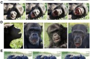 家族乱入国际最新研究：机器人“打哈欠” 黑猩猩被传染